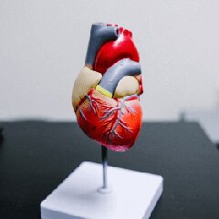 Anatomical heart model